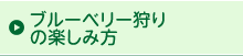ブルーベリー狩りの楽しみ方