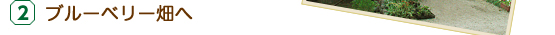 ブルーベリー畑へ