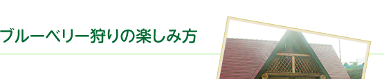 あららぎ園のブルーベリー狩りの楽しみ方